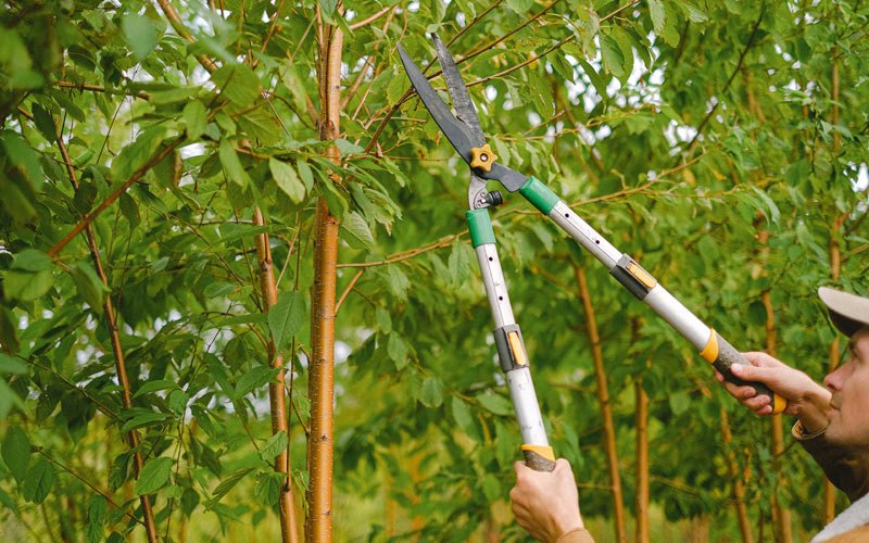 Tree trimming in Creole, LA