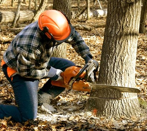 Tree Removal in Creole, LA